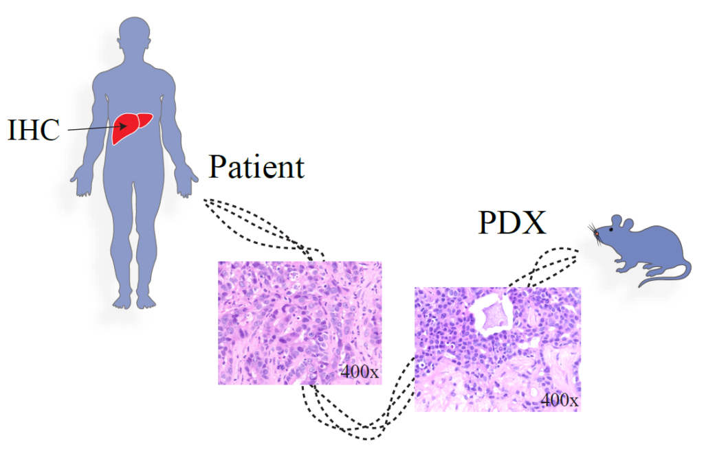 Image courtesy of Dr. Mohamed Abazeed